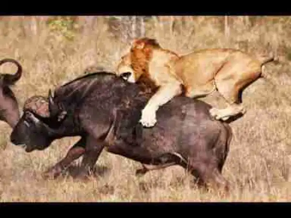 Video: Epic Lion Hunting Attack, Lion vs Buffalo and Zebra